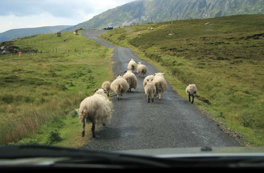 Lampaat tiellä Irlannissa
