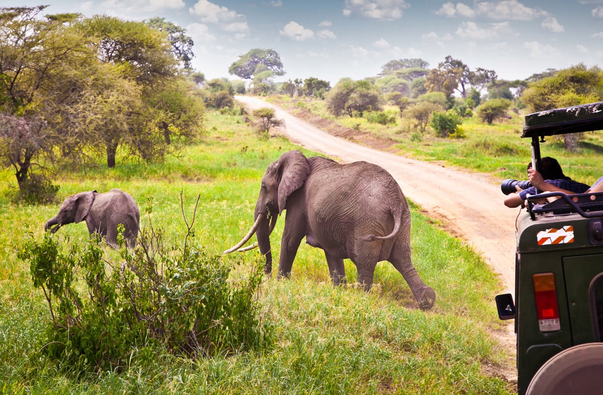 Safari Afrikassa on unohtumaton elämys - viisi parasta paikkaa
