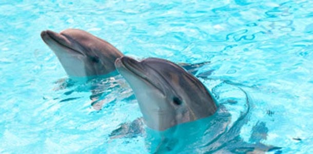 Parhaat kohteet bongata delfiinejä ja valaita