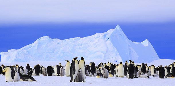 Pingviinit jäätiköllä