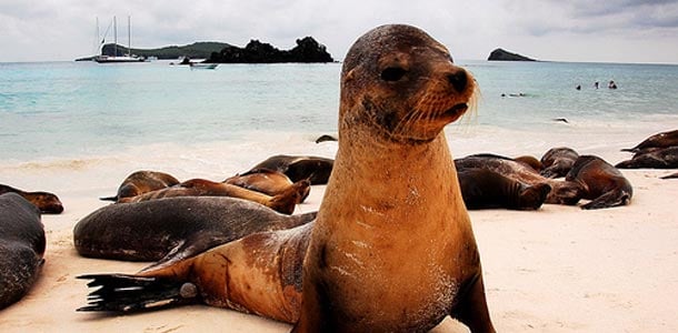 Galapagossaarella on monenlaisia eläimiä