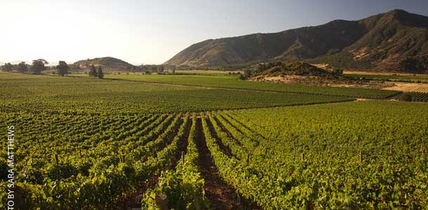 Viiniviljelmä Chilessä