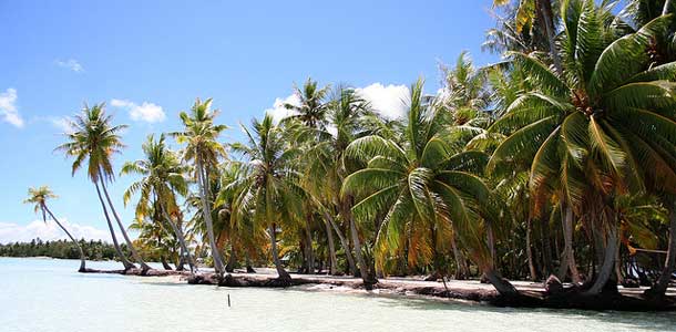 Palmuranta Tahitilla