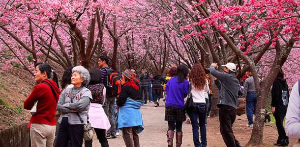 Ihmisiä puistotiellä kirsikkapuiden katveessa
