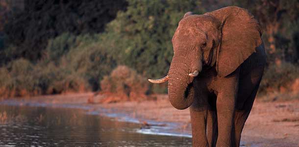 Elefantti Botswanassa