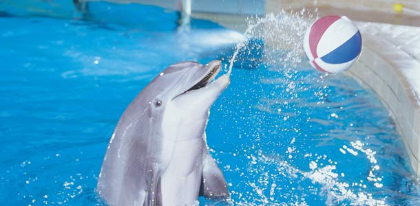Särkänniemen delfiinit