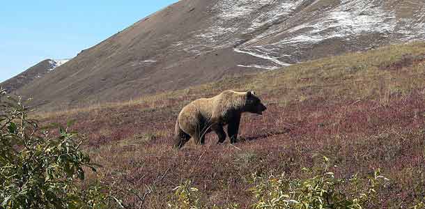 Karhu raateli retkeilijän kansallispuistossa