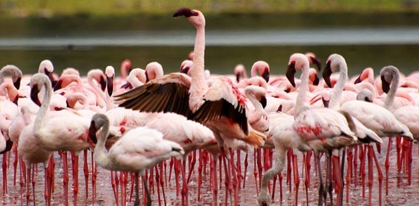 Kenialaiset Flamingot