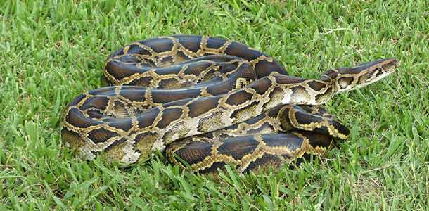 Käärmeitä vapautetaan luontoon Floridassa - tuhoisin seurauksin