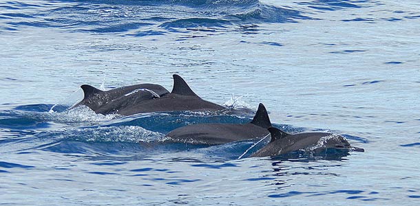 Delfiini kuoli Kiinassa turistien hölmöilyn takia