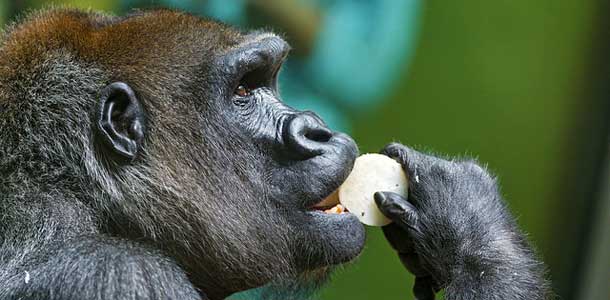 Gorilla hermostui lapsiin eläintarhassa