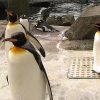 Nämä otukset ovat vastustamattomia! Alatko sinäkin seurata pingviinikameraa?