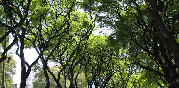 Tipuana-puiden reunustama katu Porto Alegressa on yksi maailman kauneimmista