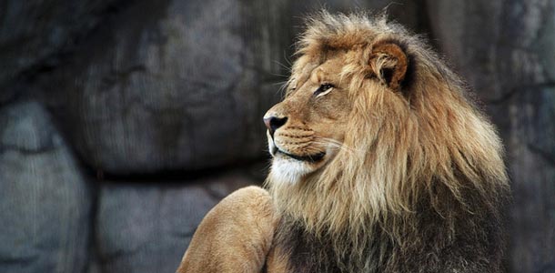 Eläintarha mainosti koiraa leijonaksi
