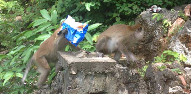 Apinat rakastavat roskaruokaa