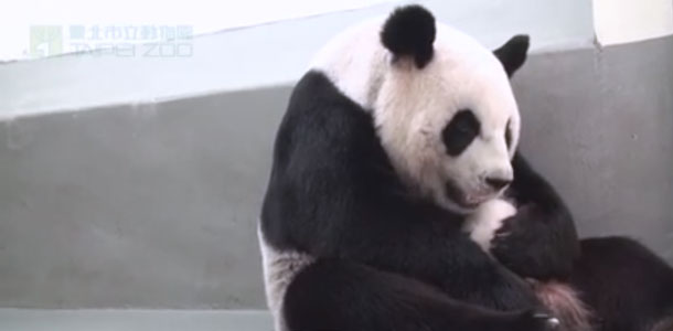 Pandavauva ja emo Taipein eläintarhassa