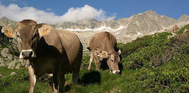 Lehmät vuoristossa