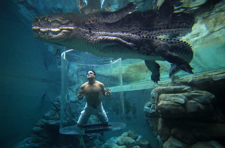 Australiassa voi uida krokotiilien kanssa