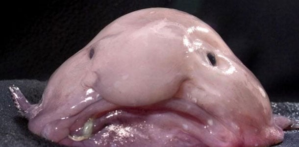 Läskikala äänestettiin maailman rumimmaksi
