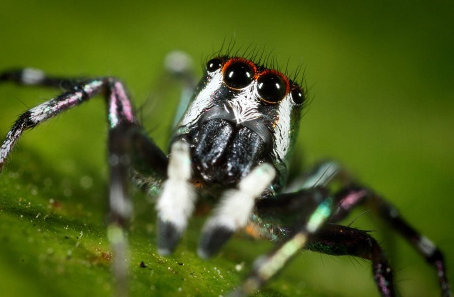 Australian vaarallisin hämähäkki