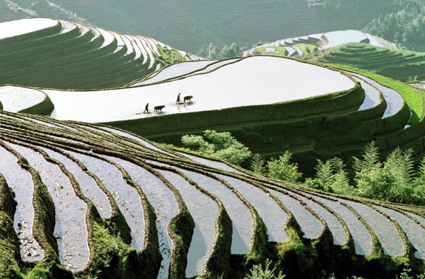Riisipeltoja Kiinan Longshengissä 