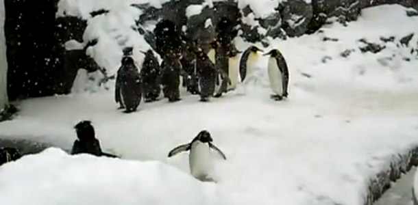 Suloinen pingviini innostui talvesta