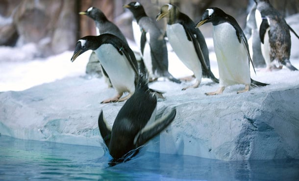 Suomen nimikkopingviini sai nimen Legolandissa