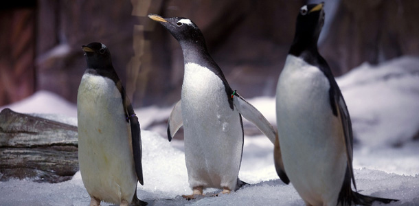 Legolandin pikkupingviinit nimettiin