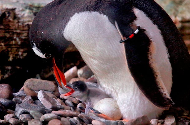 Tanskan Legolandin pingviinit