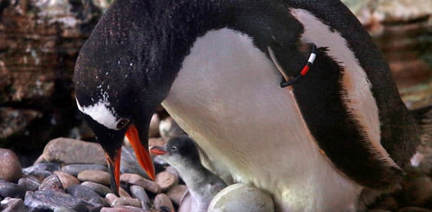 Pingviininpoikaset Legolandissa