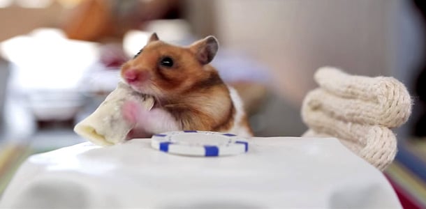 Hamsteri ihastuttaa burritovideolla