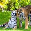 Matkailusivusto listasi maailman parhaat eläintarhat - katso top 10