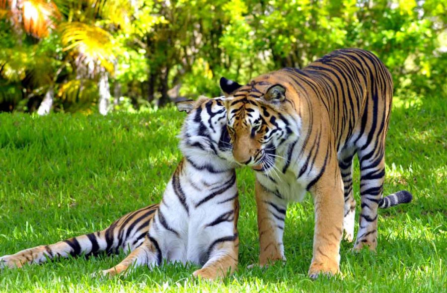Tiikerit eläintarhassa