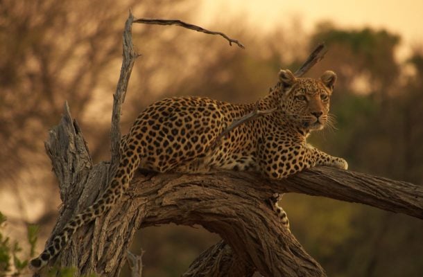 Leopardit viettävät päivänsä puunoksilla.