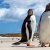 Parhaat paikat söpöjen pingviinien bongaukseen - top 5