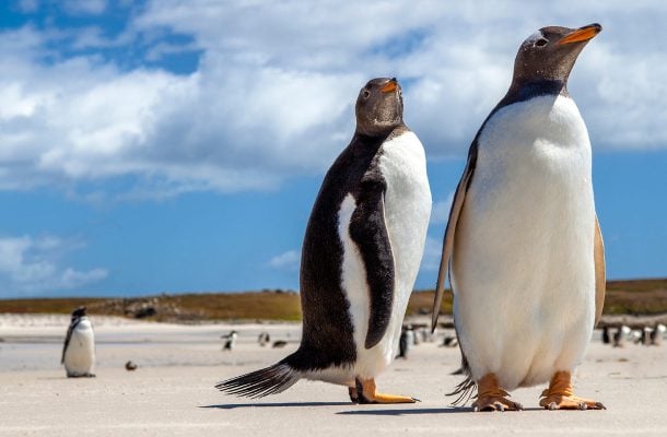 Parhaat paikat söpöjen pingviinien bongaukseen – top 5