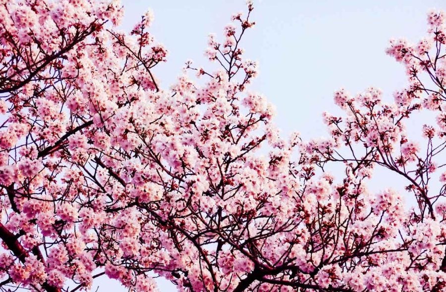 Kirsikankukat kukkivat Japanissa keväällä
