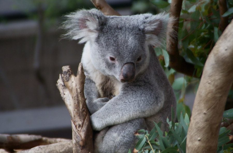 Koala hyppäsi auton rattiin Australiassa
