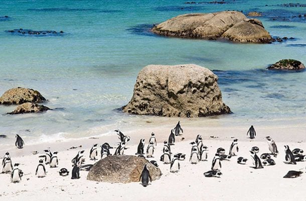 Etela-Afrikka-Kapkaupunki-Boulders-Beach-Pingviinit-Flickr-Kit-Ng
