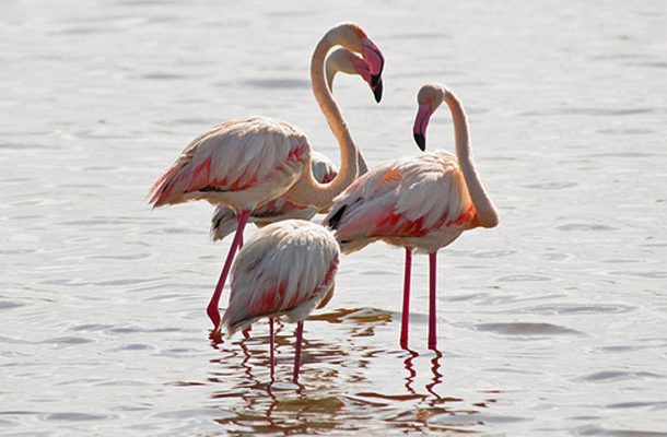 Flamingot elävät yleensä suurissa parvissa ja ruokailevat matalassa vedessä.