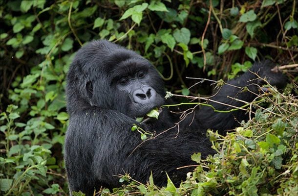 Gorillat ovat äärimmäisen uhanalaisia. Niitä tavataan vielä muun muassa Kongossa, Ruandassa ja Ugandassa. 