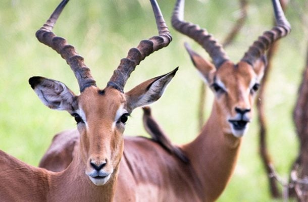 Impala on Afrikan yleisempiä antilooppeja. Laumassa saattaa olla jopa 120 yksilöä.