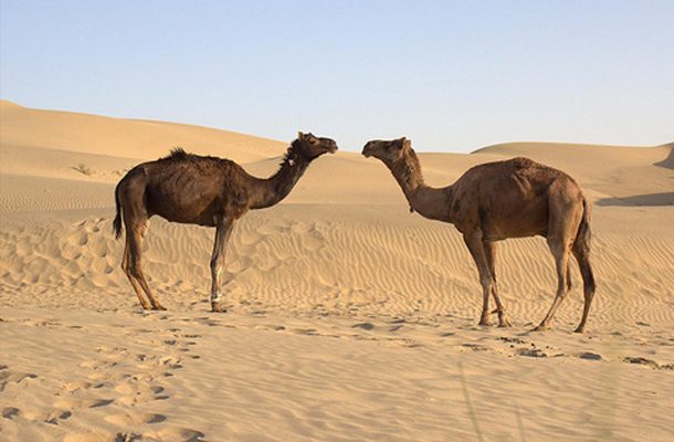 Afrikan villit kamelit ovat sopeutuneet erittäin hyvin kuiviin oloihin.