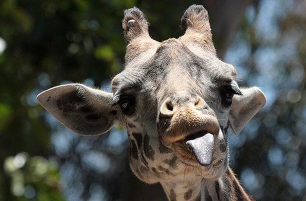 Täysikasvuisen kirahvin kieli on sinertävä ja saattaa olla jopa 40cm pitkä.