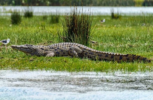 Niilinkrokotiili on toiseksi suurin krokotiililaji. Se kasvaa noin viisimetriseksi ja painaa noin 450 kiloa.