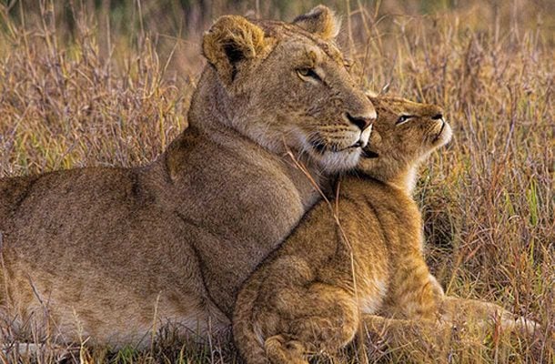 Leijonat saavat yleensä 2-6 pentua. Lauman naaraat pitävät yhdessä huolta pennuista. 