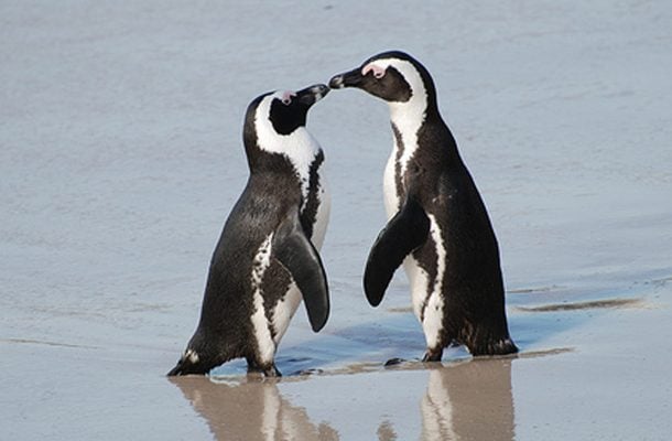 Afrikanpingviinit ovat yksiavioisia. Myös koiras osallistuu munien hautomiseen.