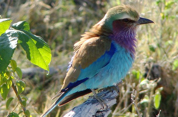 Suisto on lintubongarin paratiisi. Siellä elää 460 lintulajia.