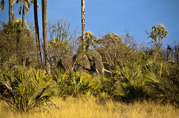 Okavangon suistioalueella elää arvioilta noin 35 000 norsua.