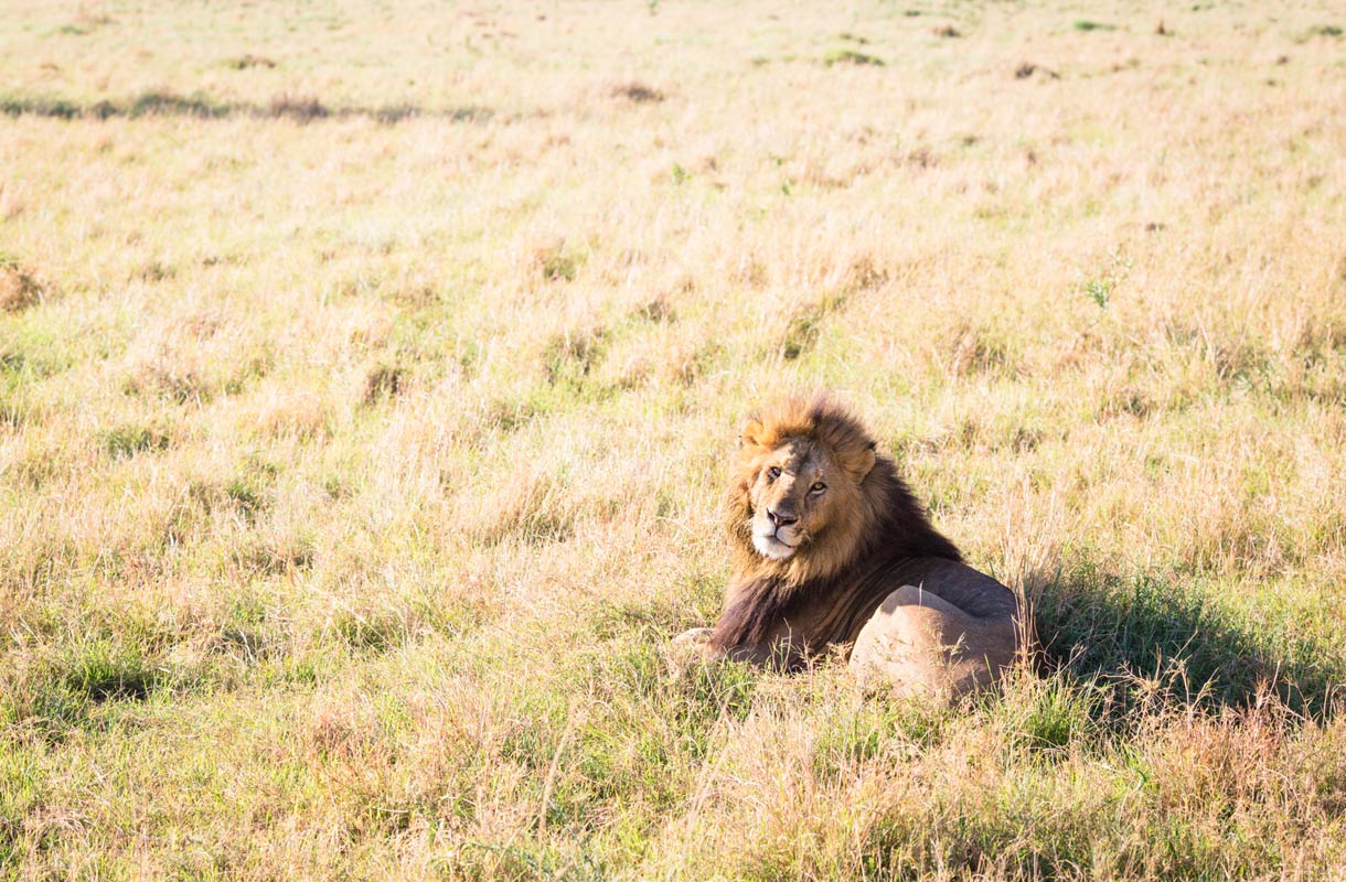 Masai Mara, Kenia